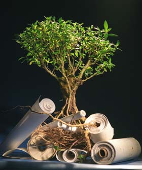 Young tree sprouting from roots anchored in scrolls of wisdom. It is important to build upon good solid information and well considered thinking. We are pleased if our offering here helps you build your foundation.
