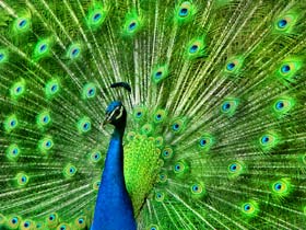 Breakthrough NPD can help you put your best foot forward to attract clients to your offering like this gorgeous peacock with its brilliant green and blue plumage.