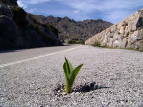 A determined little plant sprouting out of the asphalt at the side of a road heading into the mountains symbolizes  how building a strong business internally helps you breakthrough otherwise overwhelming constraints and competition.